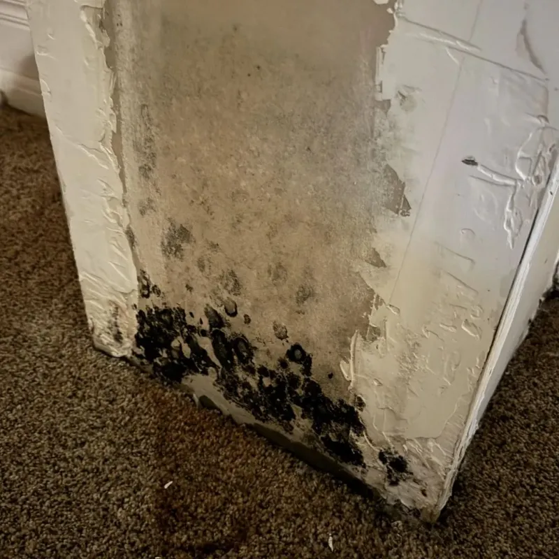Professional Mold Removal in Pike County, OH